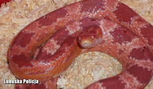 Gorzów Wlkp. Półtorametrowy wąż zbożowy pełzał po chodniku. W pobliżu bawiły się dzieci