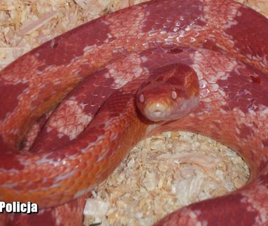 Gorzów Wlkp. Półtorametrowy wąż zbożowy pełzał po chodniku. W pobliżu bawiły się dzieci
