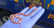Warszawa. Wąż w radiowozie od razu poczuł się lepiej