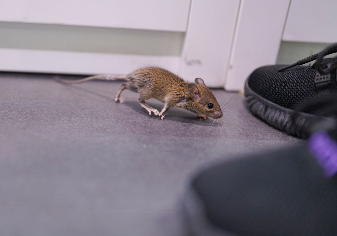 Jak pozbyć się mysz z domu, fot. getty images