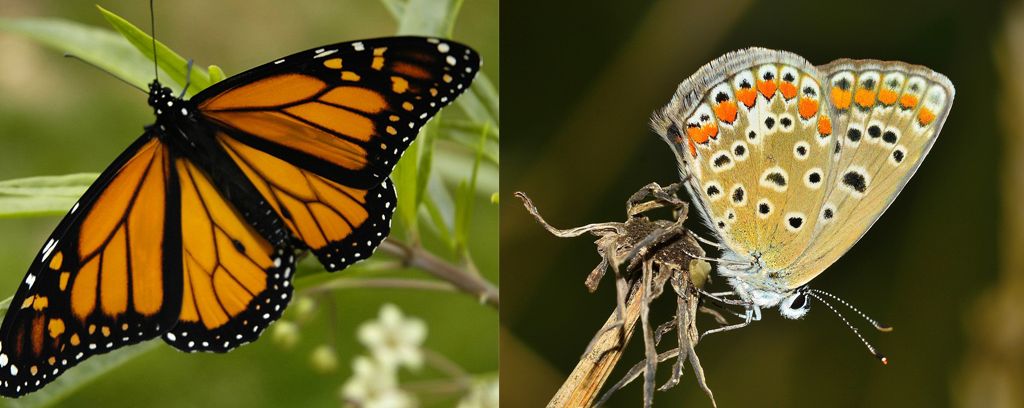 Motyl czy ćma