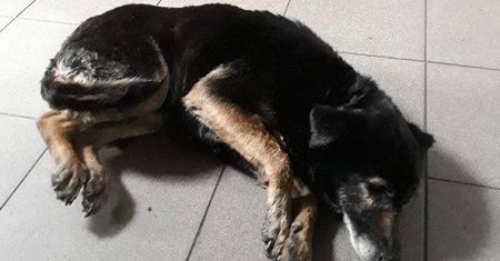 Związał psa drutami, potem wrzucił do wody. "Znajdźmy go!"