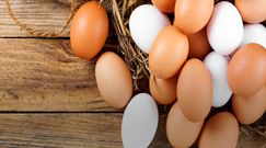 Kolor skorupki jajka - od czego zależy? 