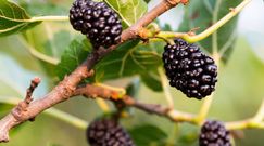 Owoc morwy zmniejsza ryzyko alzheimera