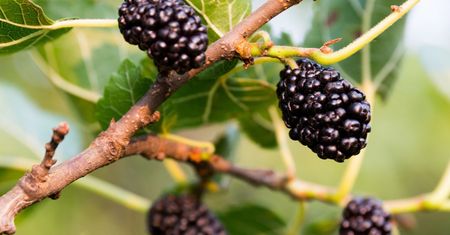 Owoc morwy zmniejsza ryzyko alzheimera