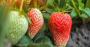 Niedojrzałe truskawki. Zobacz, czy można je jeść