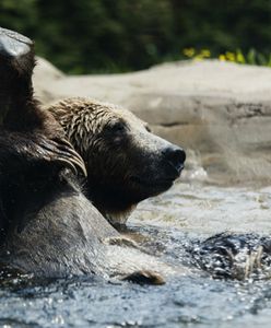 Jak zwierzęta radzą sobie z upałami?