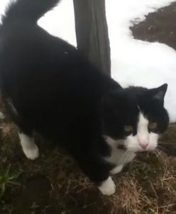 Turysta zgubił się w Alpach. Mężczyznę uratował... kot, który sprowadził go bezpiecznie do ludzi