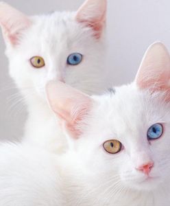Najpiękniejsza para kocich bliźniąt na świecie? Poznajcie Iriss i Abyss