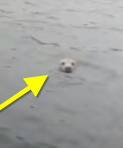 Wędkarze z Grudziądza wyszli na ryby. Zamiast nich znaleźli w Wiśle... fokę! [WIDEO]