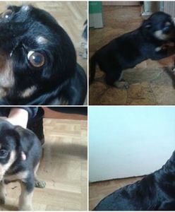 Poszukiwany dom dla Iskry - jamniczki, której właścicielka została brutalnie zamordowana