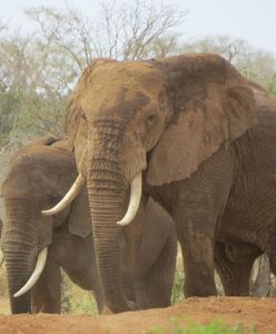 Karma wraca! Kłusownik słoni został stratowany przez zwierzęta