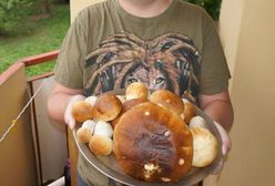 Piękną mamy jesień tego lata. Oto pierwsze grzyby w lipcu!