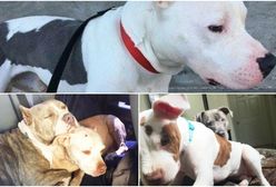 W Montrealu zostanie zabite tysiące psów z powodu nowego prawa