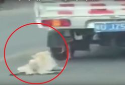 Pies był przywiązany do samochodu i ciągnięty po drodze. Uwaga: drastyczne zdjęcia