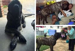 Oto Baron - największy pies w Australii. Ma prawie 2 metry wysokości i waży 113 kg