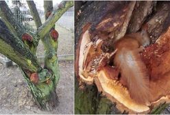 „To szaleństwo”. Oto, co mówią stołeczni mieszkańcy o wycince w parku