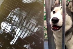 Wielka ucieczka ze sklepu. Wydostał się z klatki, żeby uwolnić swoich kolegów