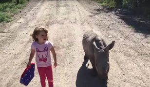 Najbardziej urocza przyjaźń na świecie. 3-letnia dziewczynka uczy chodzić małego, osieroconego nosorożca