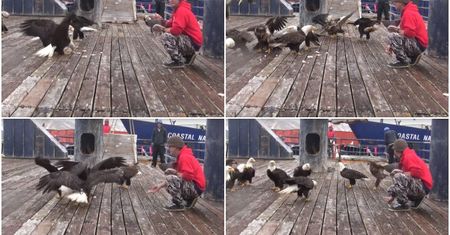 Bielik amerykański na wyciągnięcie ręki! Zobacz niezwykłe wideo