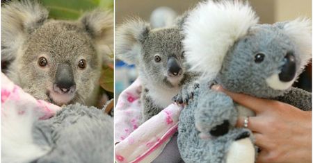 9-miesięczny koala tuli się do pluszowej zabawki. Tak osierocony Shayne walczy z traumą po utracie matki