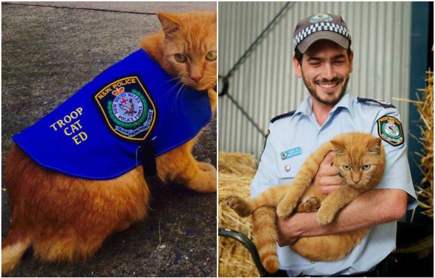Ed - kot, który służy... w policji