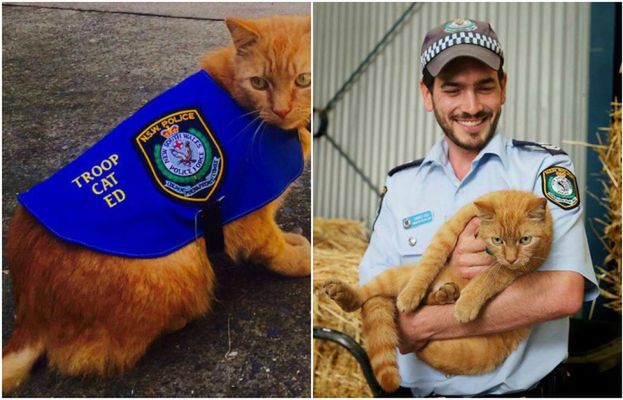 Ed - kot, który służy... w policji