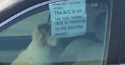Mężczyzna zostawił psa w upalny dzień w samochodzie. To, co napisał na kartce podzieliło internautów
