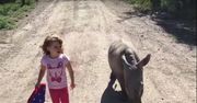 Najbardziej urocza przyjaźń na świecie. 3-letnia dziewczynka uczy chodzić małego, osieroconego nosorożca