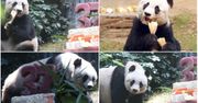 W Hongkongu uśpiono najstarszą pandę żyjącą w niewoli