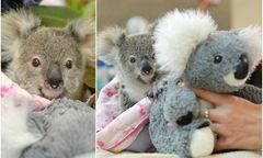 9-miesięczny koala tuli się do pluszowej zabawki. Tak osierocony Shayne walczy z traumą po utracie matki