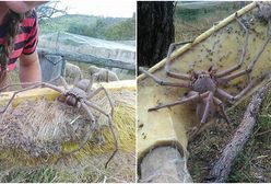 Sfotografowano najprawdopodobniej jednego z największych pająków na świecie