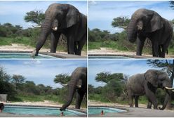 Para kąpała się w swoim basenie, gdy nagle odwiedził ich... słoń. Przyszedł się napić