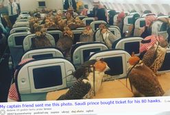 "Kto bogatemu zabroni?" - Saudyjski książę przewiózł swoje sokoły wykupując im... 80 biletów w samolocie pasażerskim