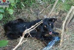 Ktoś przywiązał psa do drzewa i zostawił go na śmierć. Policja szuka właściciela zwierzęcia