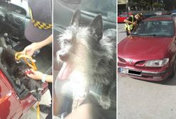 Straż Miejska uwolniła psa z rozgrzanego samochodu. Właściciel zwierzaka trafił do aresztu