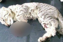 Ktoś bestialsko skatował małego kotka. TOZ oferuje nagrodę za pomoc w złapaniu sprawcy