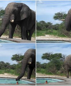 Para kąpała się w swoim basenie, gdy nagle odwiedził ich... słoń. Przyszedł się napić