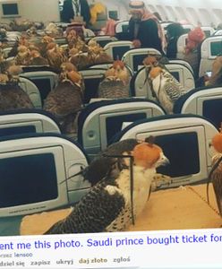 "Kto bogatemu zabroni?" - Saudyjski książę przewiózł swoje sokoły wykupując im... 80 biletów w samolocie pasażerskim