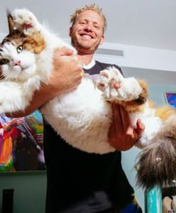 Poznajcie Samsona - najprawdopodobniej największego kota na świecie, który waży 13 kg i ma 130 cm długości