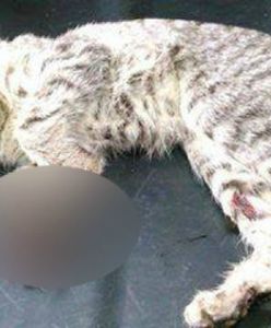 Ktoś bestialsko skatował małego kotka. TOZ oferuje nagrodę za pomoc w złapaniu sprawcy