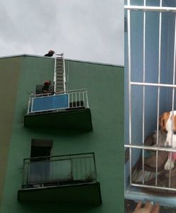 Suczka pozostawiona sama sobie oszczeniła się na balkonie. Zginęły wszystkie szczenięta