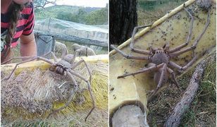 Sfotografowano najprawdopodobniej jednego z największych pająków na świecie