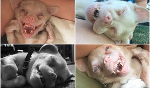 Oto Tucker - psia gwiazda Instagrama, który wyglądem przypomina nietoperza