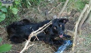 Ktoś przywiązał psa do drzewa i zostawił go na śmierć. Policja szuka właściciela zwierzęcia