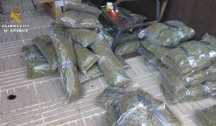Dwaj mężczyźni przewozili prawie 50 kilogramów marihuany w... karetce. Wpadli, bo było ich czuć
