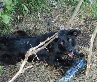 Ktoś przywiązał psa do drzewa i zostawił go na śmierć. Policja szuka właściciela zwierzęcia