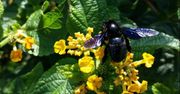 We Wrocławiu pojawiły się nie widziane od 40 lat pszczoły. Są przepiękne