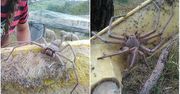 Sfotografowano najprawdopodobniej jednego z największych pająków na świecie