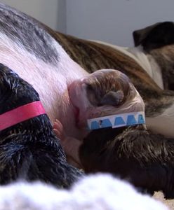 Ciężarna suczka skrywała w swoim brzuchu wielki sekret. Nie zgadniecie, ile maleństw urodziła